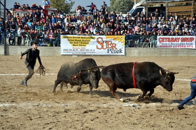 Boğa güreşleri Türkiye şampiyonası renkli görüntülere sahne oldu