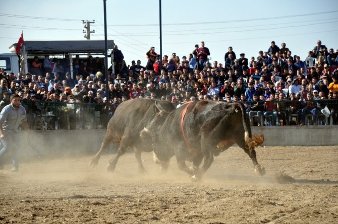 Boğa güreşleri Türkiye şampiyonası renkli görüntülere sahne oldu