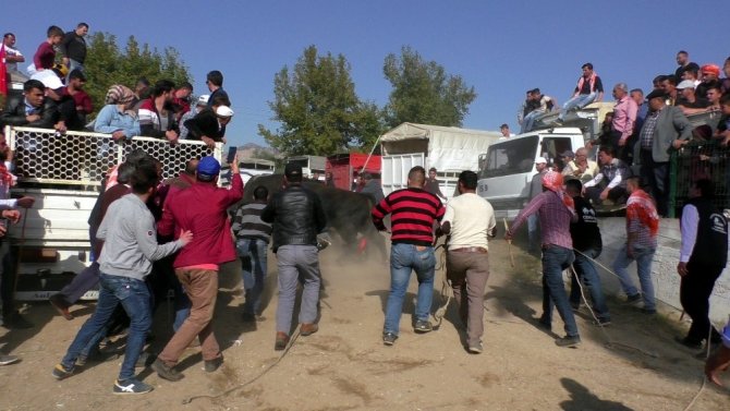 Boğa güreşleri Türkiye şampiyonası renkli görüntülere sahne oldu