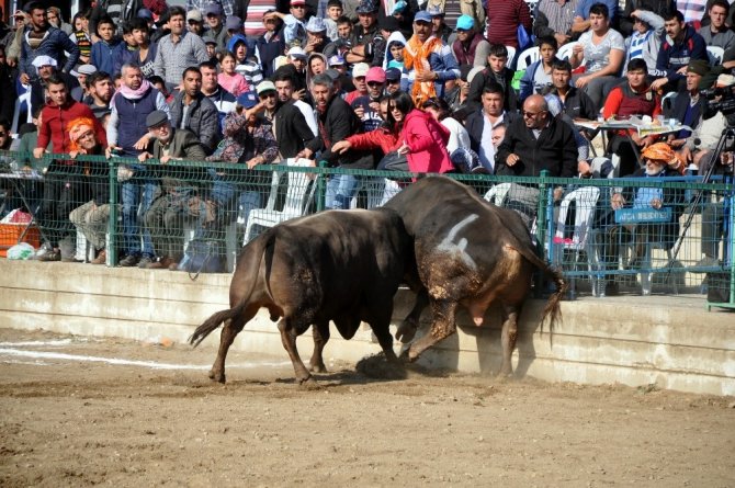 Boğa güreşleri Türkiye şampiyonası renkli görüntülere sahne oldu