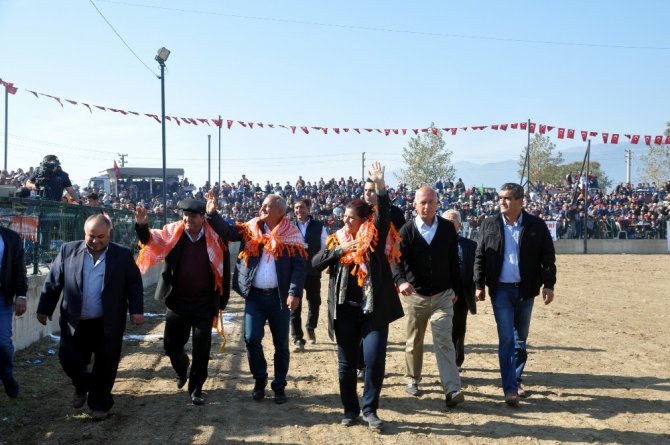 Boğa güreşleri Türkiye şampiyonası renkli görüntülere sahne oldu