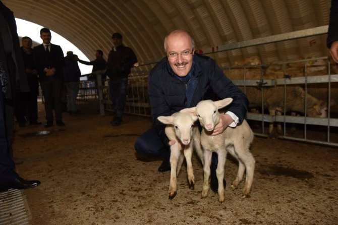 Başkan Kafaoğlu hayvan pazarını inceledi