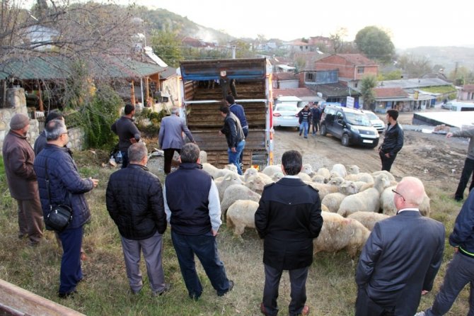Yalova’da 14 genç çiftçiye 518 koyun dağıtıldı