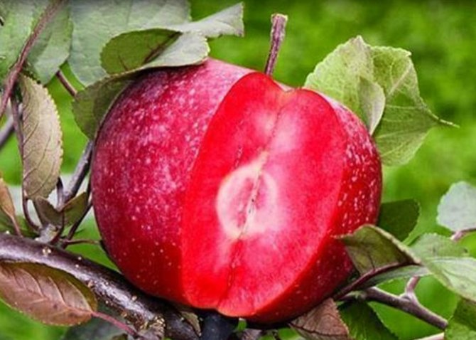 İçi dışı kırmızı Posof elmasına coğrafi işaret tescili