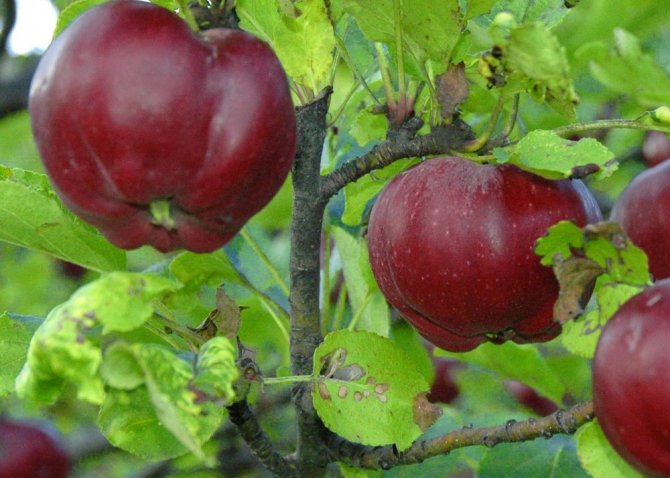 İçi dışı kırmızı Posof elmasına coğrafi işaret tescili