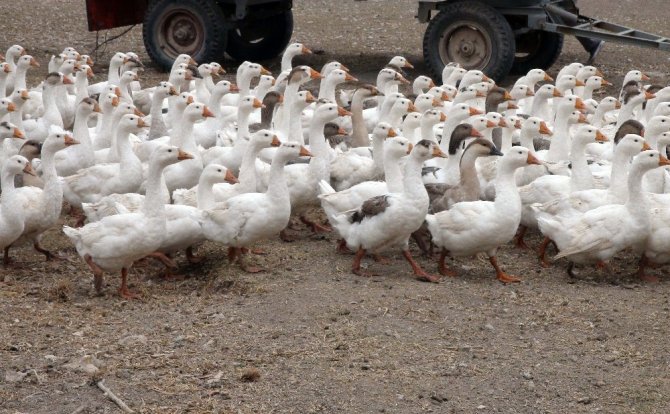 Türkiye’nin kaz ihtiyacını Boğazlıyan karşılayacak