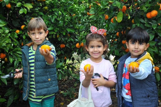Mandalinanın ilk hasadı çocuklardan