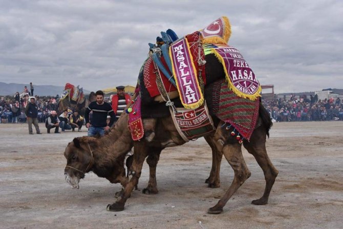 Güreşçi develer, Manisa’da güreşti