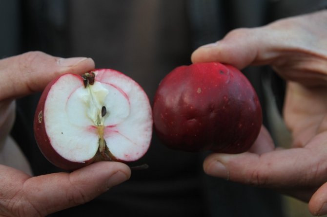 Ardahan’ın içi de dışı da kırmızı elması tescillenecek