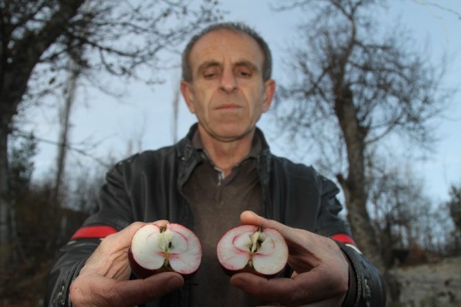 Ardahan’ın içi de dışı da kırmızı elması tescillenecek