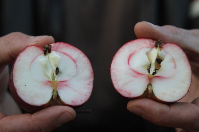 Ardahan’ın içi de dışı da kırmızı elması tescillenecek
