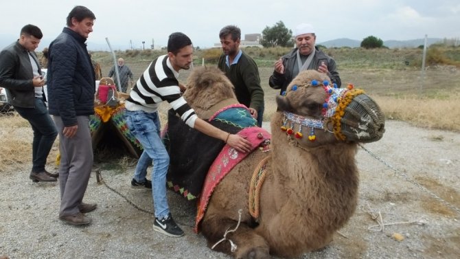 Burhaniye’de güreşçi 82 deveye havut giydirildi