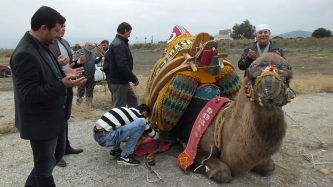 Burhaniye’de güreşçi 82 deveye havut giydirildi
