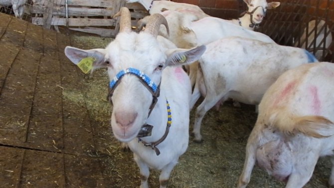 Balıkesir’de 2 keçi ile çobanlığa başlayan muhtar binlerce keçi ve oğlak yetiştirdi