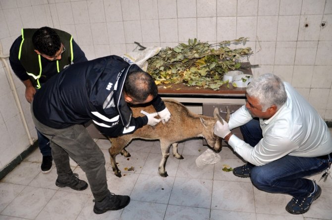 Tunceli’de hasta dağ keçisi tedavi altına alındı