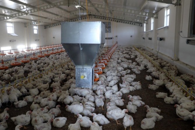 DÜ’den organik tavuk yatırımcılarına bilimsel eğitim