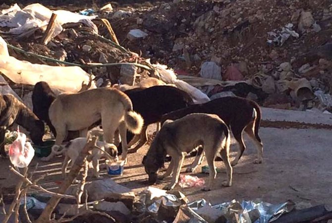 HAYTAP’tan Çeşme’deki sokak hayvanlarına 80 paket mama