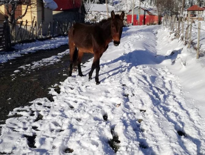 Karda donmak üzere olan at kurtarıldı