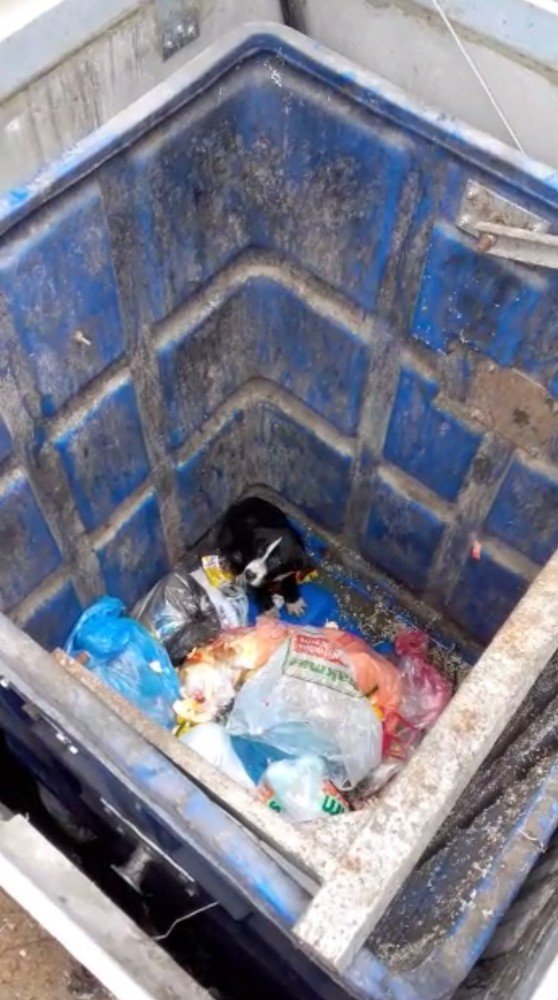 Yiyecek arayan köpek yer altı çöp konteynerinin içine düştü