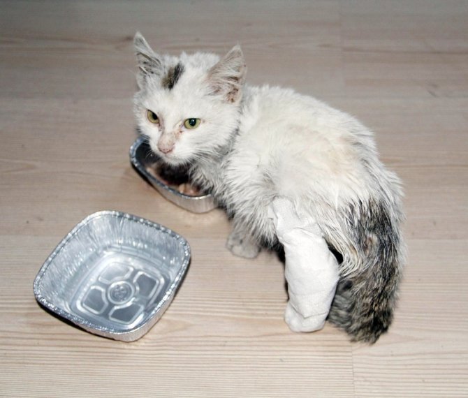 Askerden yaralı kediye şefkat eli