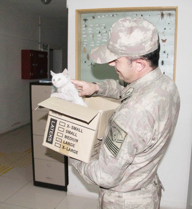 Askerden yaralı kediye şefkat eli