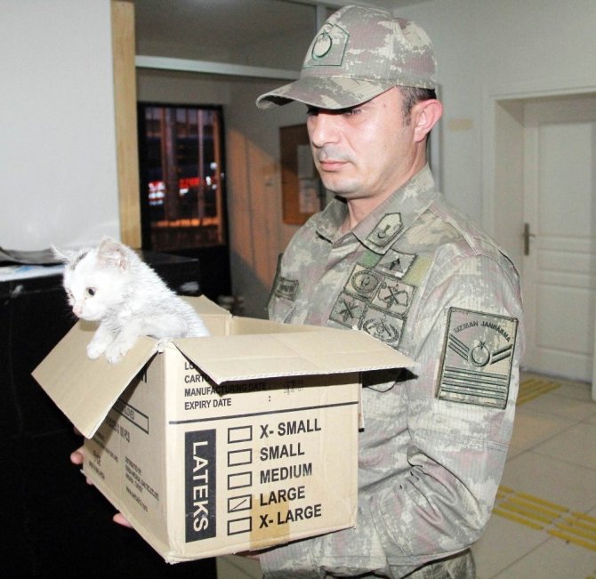 Askerden yaralı kediye şefkat eli