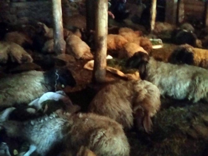 Bitlis’te 200 koyun telef oldu