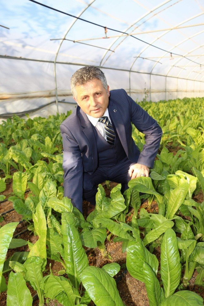 Trabzon’da yılda yaklaşık 25 bin ton sebze üretiliyor ama...