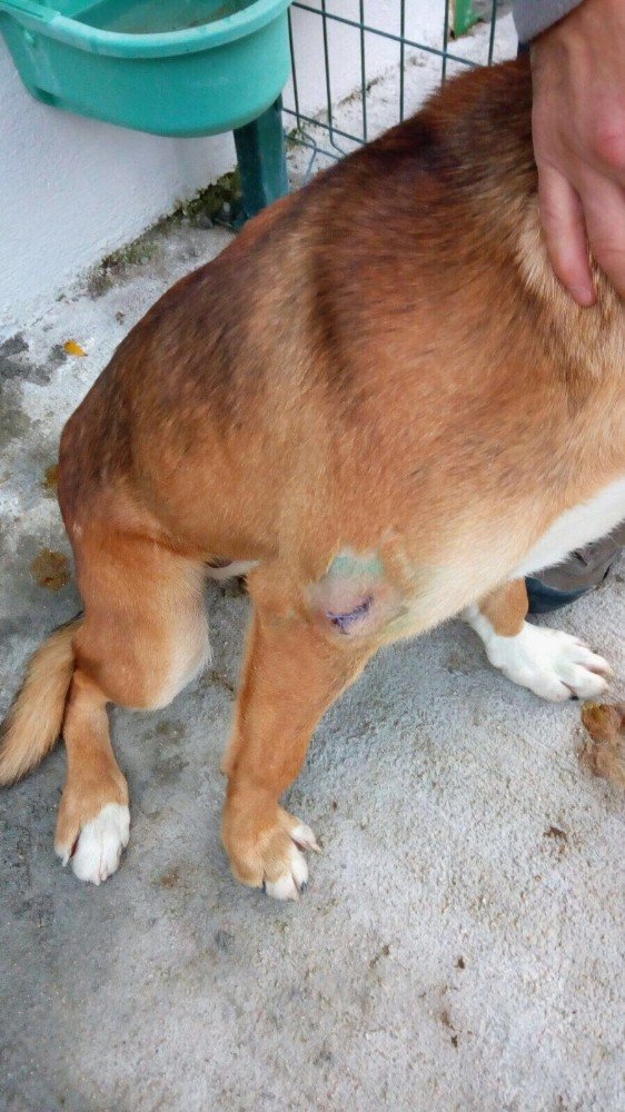 Bilecik Belediyesi Veteriner İşleri Müdürü Nedret Avcı’dan hayvan barınağı ile ilgili iddialara yanıt