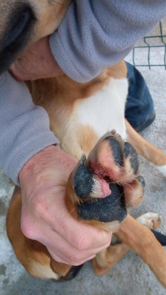 Bilecik Belediyesi Veteriner İşleri Müdürü Nedret Avcı’dan hayvan barınağı ile ilgili iddialara yanıt