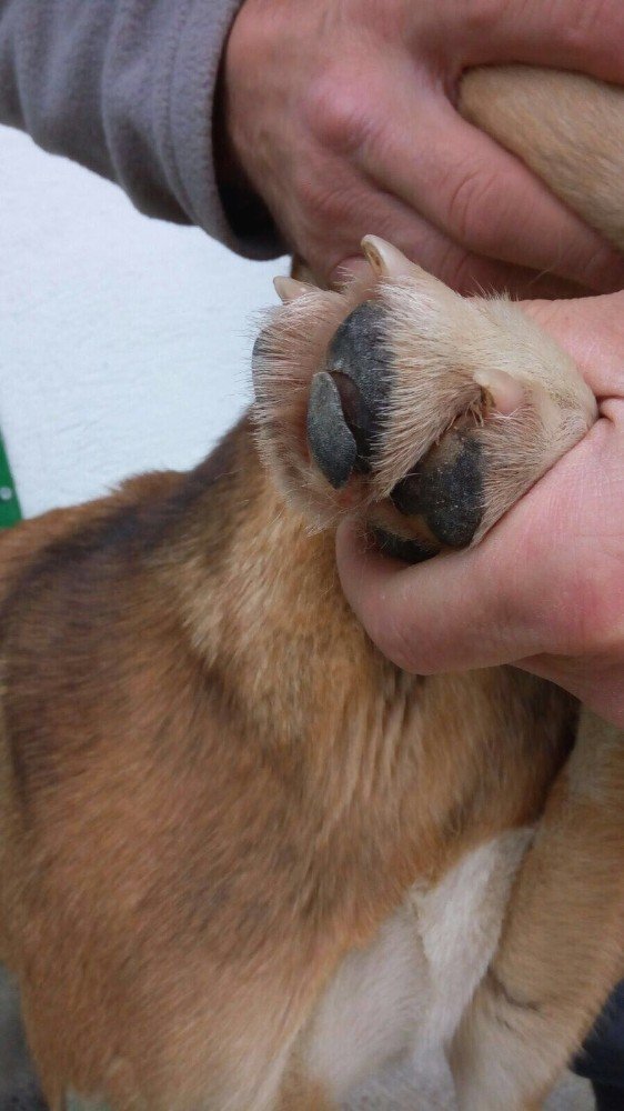 Bilecik Belediyesi Veteriner İşleri Müdürü Nedret Avcı’dan hayvan barınağı ile ilgili iddialara yanıt