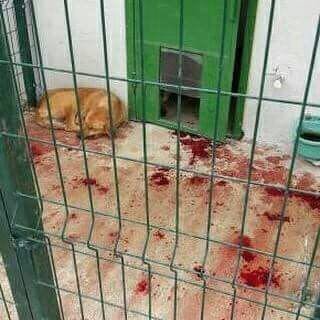 Bilecik Belediyesi Veteriner İşleri Müdürü Nedret Avcı’dan hayvan barınağı ile ilgili iddialara yanıt