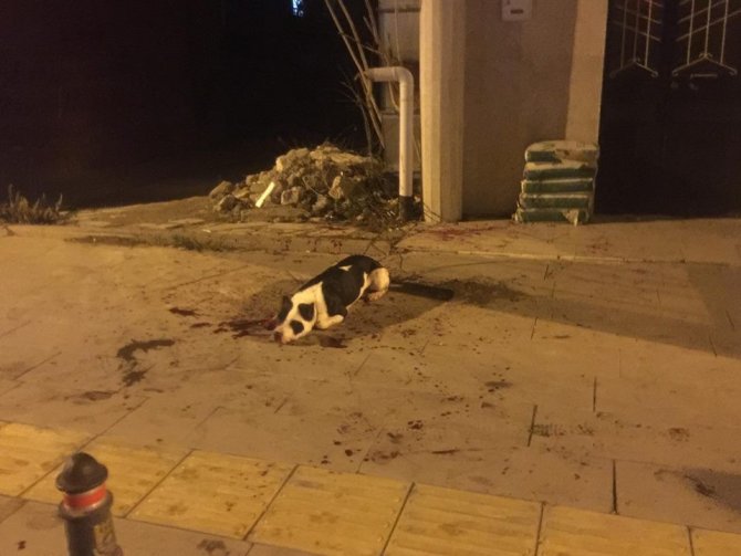 Karaman’da köpekten korkan bir şahıs, sahibi ile köpeğini bıçakladı