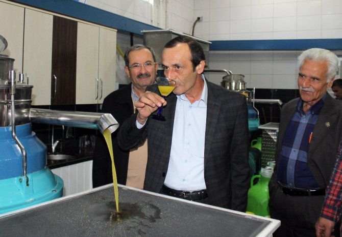 Antalya’da zeytincilik gelişiyor