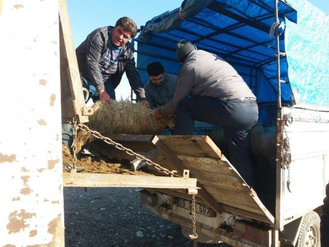 Sungurlu’da genç çiftçilere 210 koyun hibe edildi