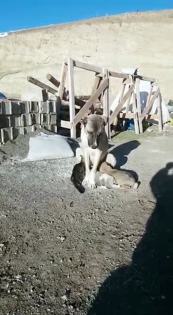 Kangal köpeği yavru kediye annelik yapıyor