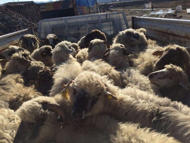 Sungurlu’da genç çiftçilere 210 koyun hibe edildi