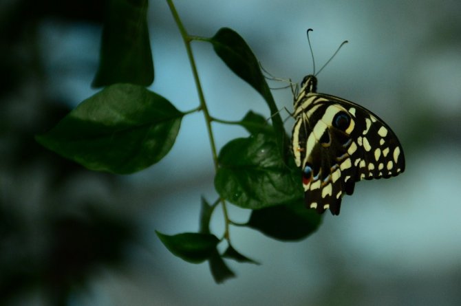 Doğal yaşam alanındaki kelebeklere ziyaretçi akını