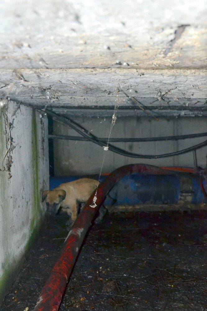 Fiber optik kablo tüneline düşen yavru köpek kurtarılamadı