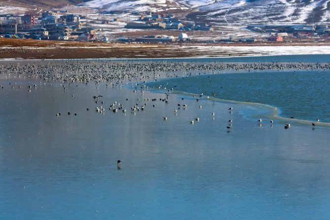 Van’ın Sıhke Gölü buz tuttu