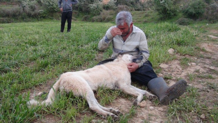 Vurularak öldürülen çoban köpeğinin başında gözyaşlarına boğuldu