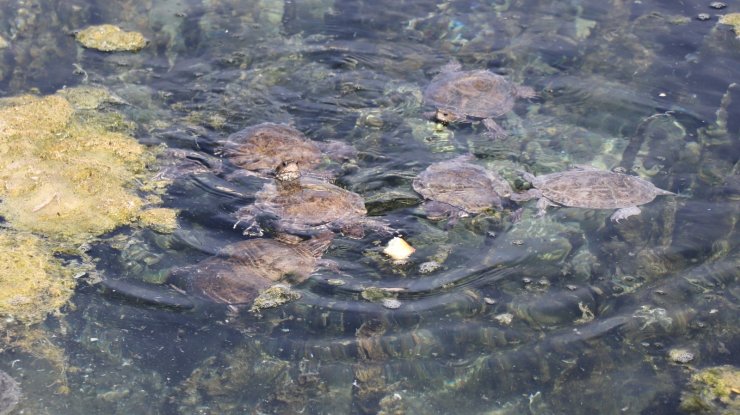 Denizli’nin ’Kaplumbağa terbiyecisi’ su kaplumbağalarını yalnız bırakmıyor