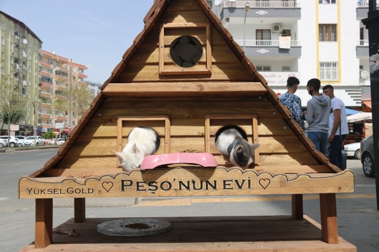 Yaralı sokak kedisi ‘Peşo’yu sahiplendi, ona 5 bin lira değerinde dubleks ev yaptı