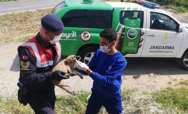 Yaralı köpeğe Aydın Büyükşehir Belediyesi ekipleri sahip çıktı