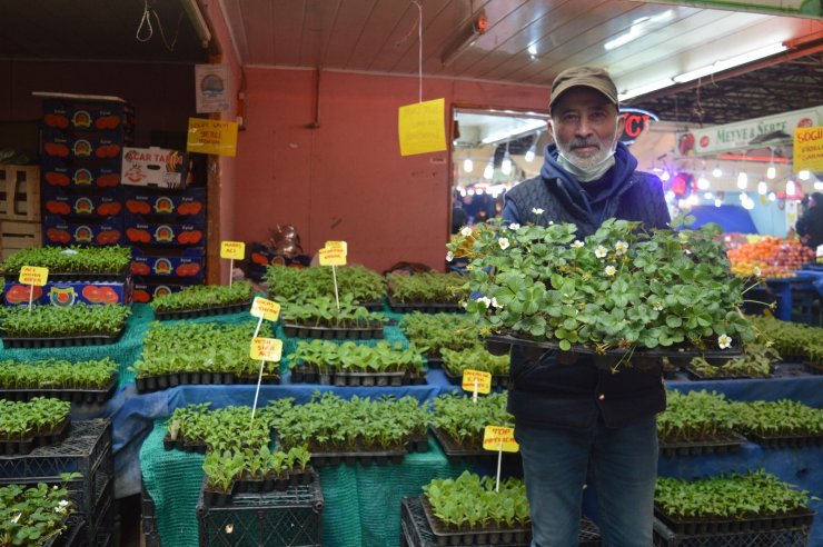 Yılın ilk sebze fideleri pazar tezgâhlarını yeşillendirdi