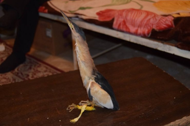 Nesli tükenmekte olan ’Balaban kuşu’ yaralı halde bulundu