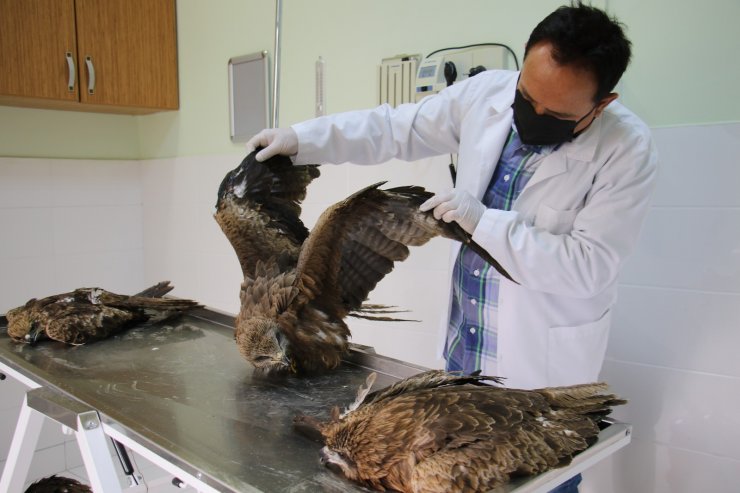 Elazığ’da 4 yaralı şahin tedavi altına alındı, hayvan hastanesi başhekimi uyardı
