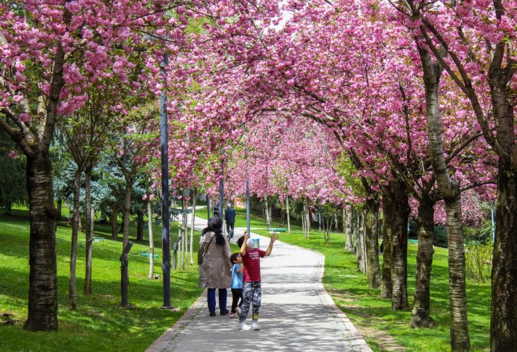 Ankara Dikmen Vadisi, Japonya’yı aratmadı