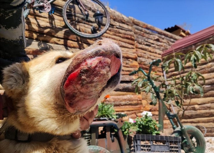 Ağzında kanser olan köpek tedavi altına alındı