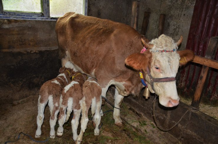 2 yaşındaki inek ’üçüz’ doğurdu: Herkes görmeye geliyor